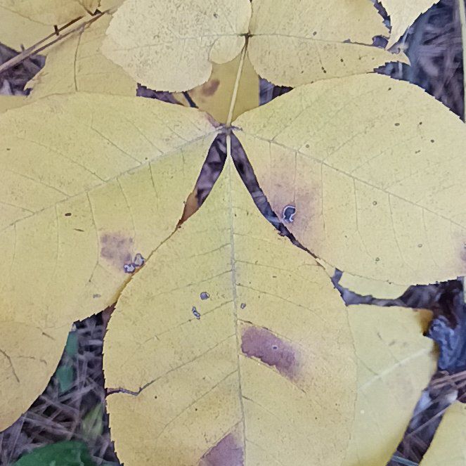 Photo of the plant species Pignut Hickory by @GreatPossumhaw named Madonna on Greg, the plant care app