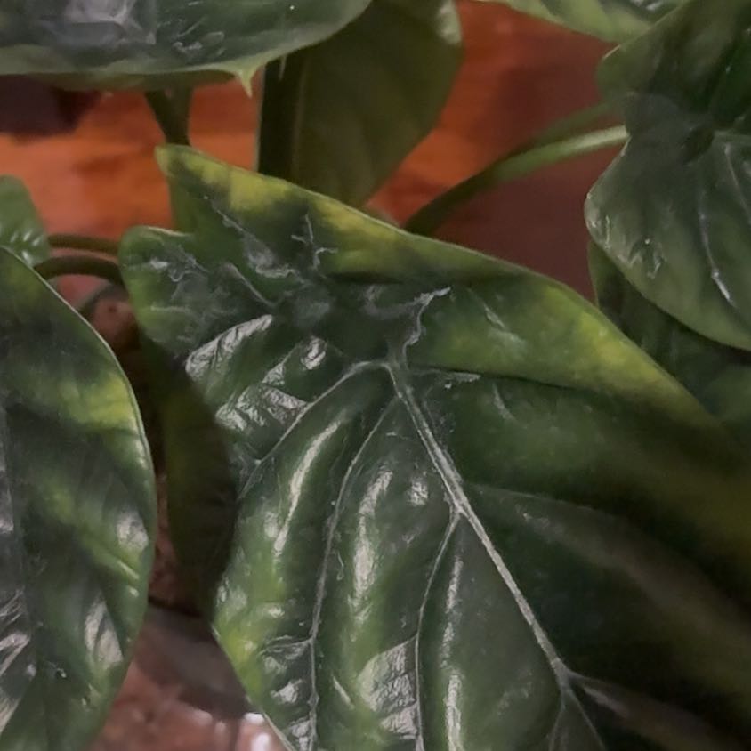 Photo of the plant species Alocasia Mirror Face by @FamedOcotillo named Oscar on Greg, the plant care app
