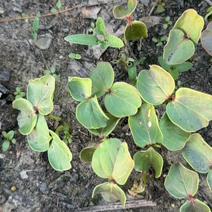 Photo of the plant species Beach Almond by @BoldMango named Tupot amaroot on Greg, the plant care app