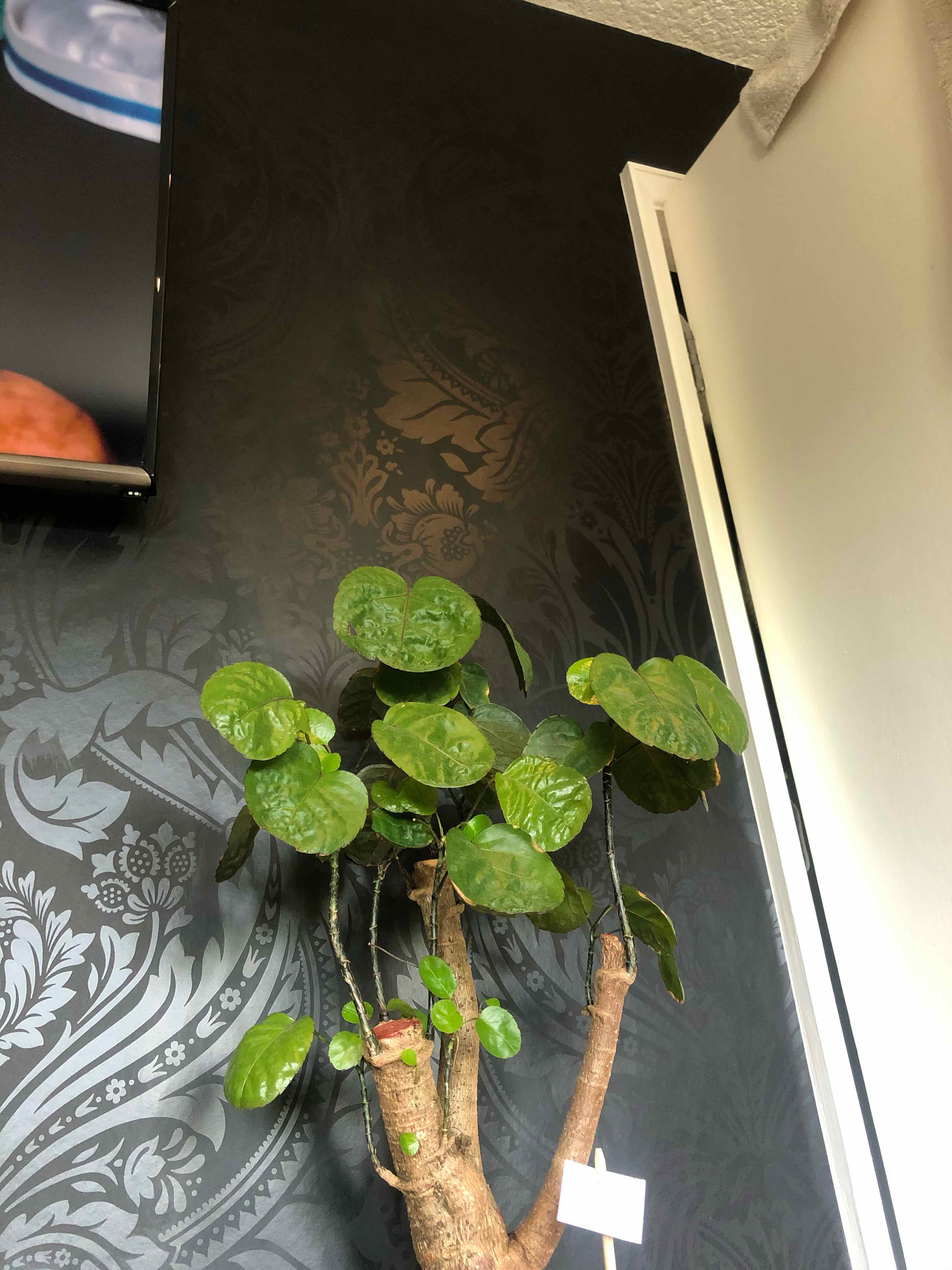 Fabian Aralia plant against a dark patterned wall, appearing healthy with green leaves.
