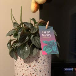 Peperomia 'Napoli Nights' plant