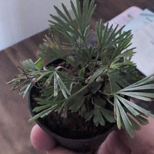 Photo of the plant species Fan Fern by @SuaveSpiderwort named Lebron on Greg, the plant care app