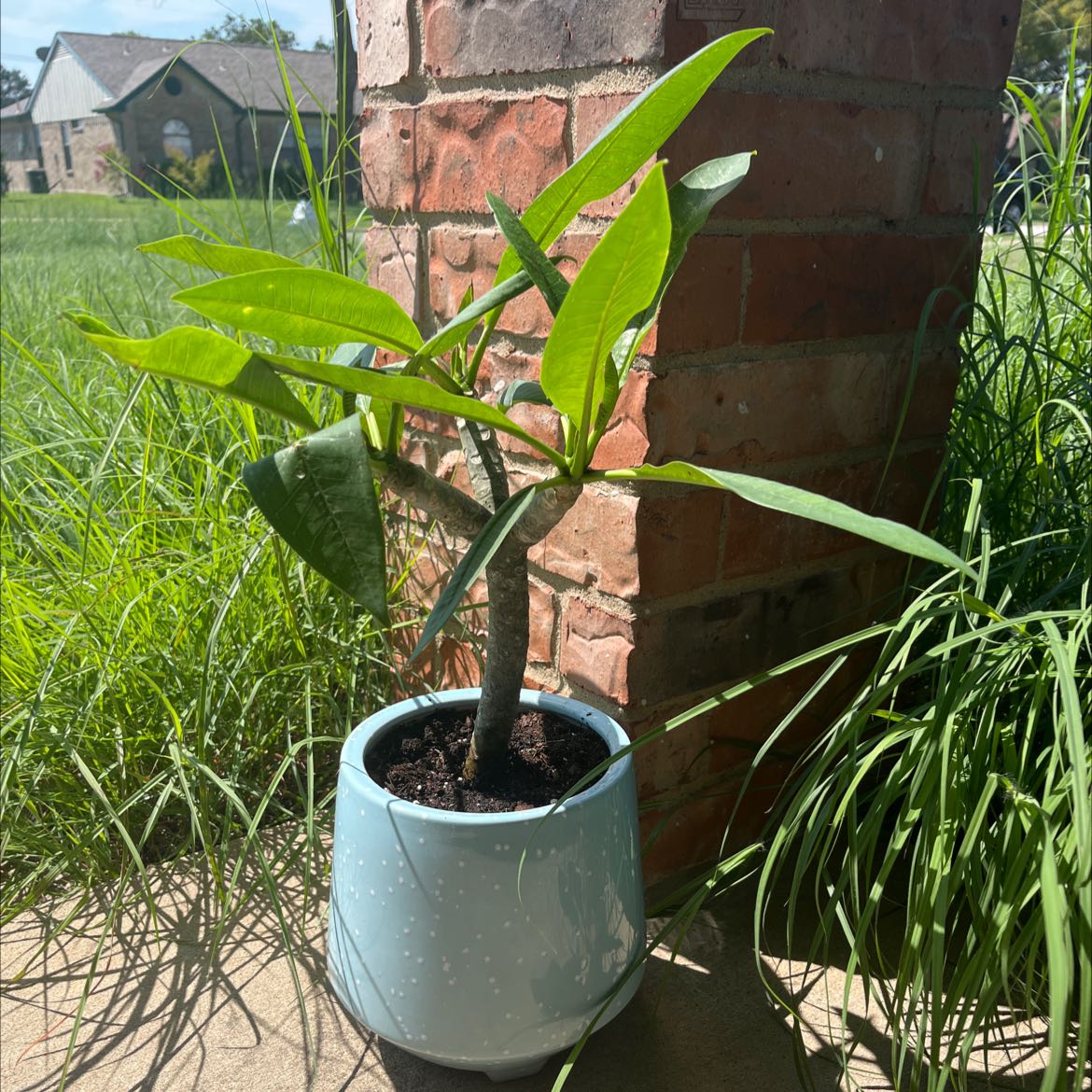 Potted Red Frangipani plant with green leaves near a brick pillar outdoors.