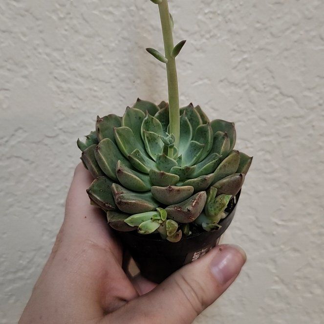 Photo of the plant species Graptoveria 'Worthy One' by @PotentStarburst named Dax on Greg, the plant care app