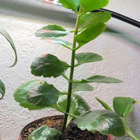 Photo of the plant species Neverdie Kalanchoe by @GoodRibbonbush named Sanders on Greg, the plant care app
