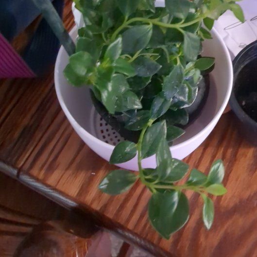 Photo of the plant species Columnea hirta by @AdonicLovevine named Ronaldo on Greg, the plant care app