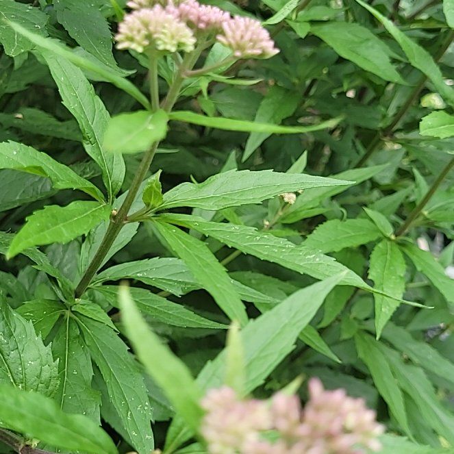Photo of the plant species Hemp Agrimony by @QuaintMoneytree named Tupot amaroot on Greg, the plant care app