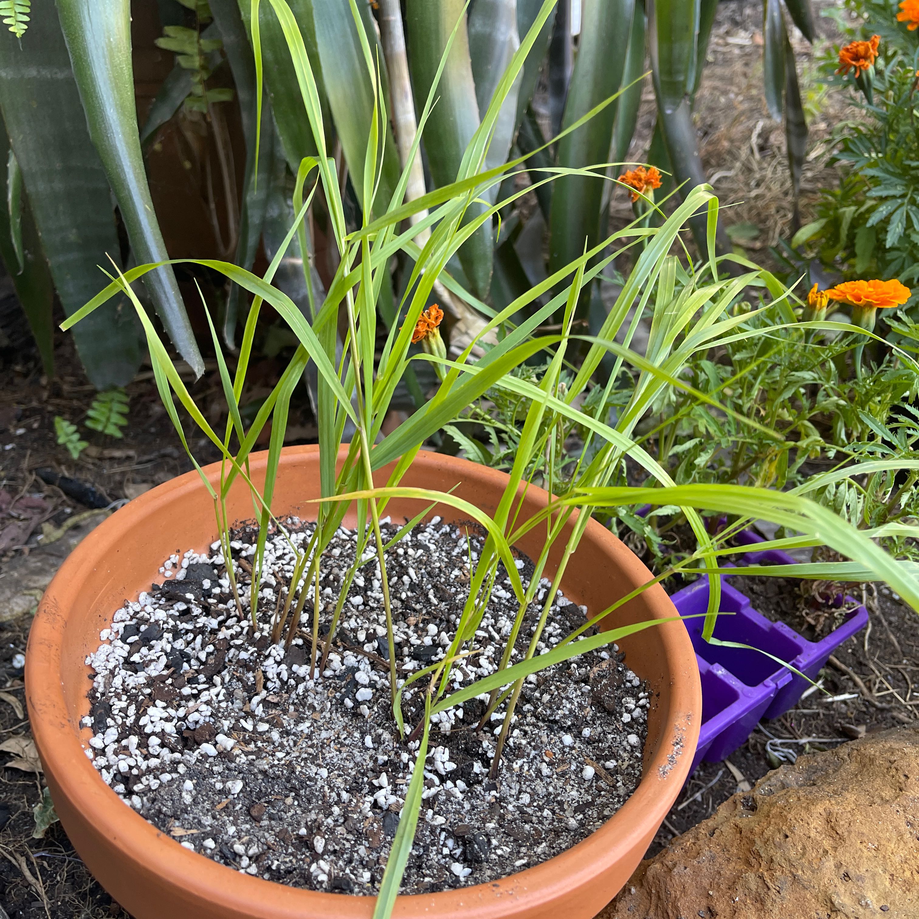Photo of the plant species Sweetgrass by @KindCodiaeum named Mother on Greg, the plant care app