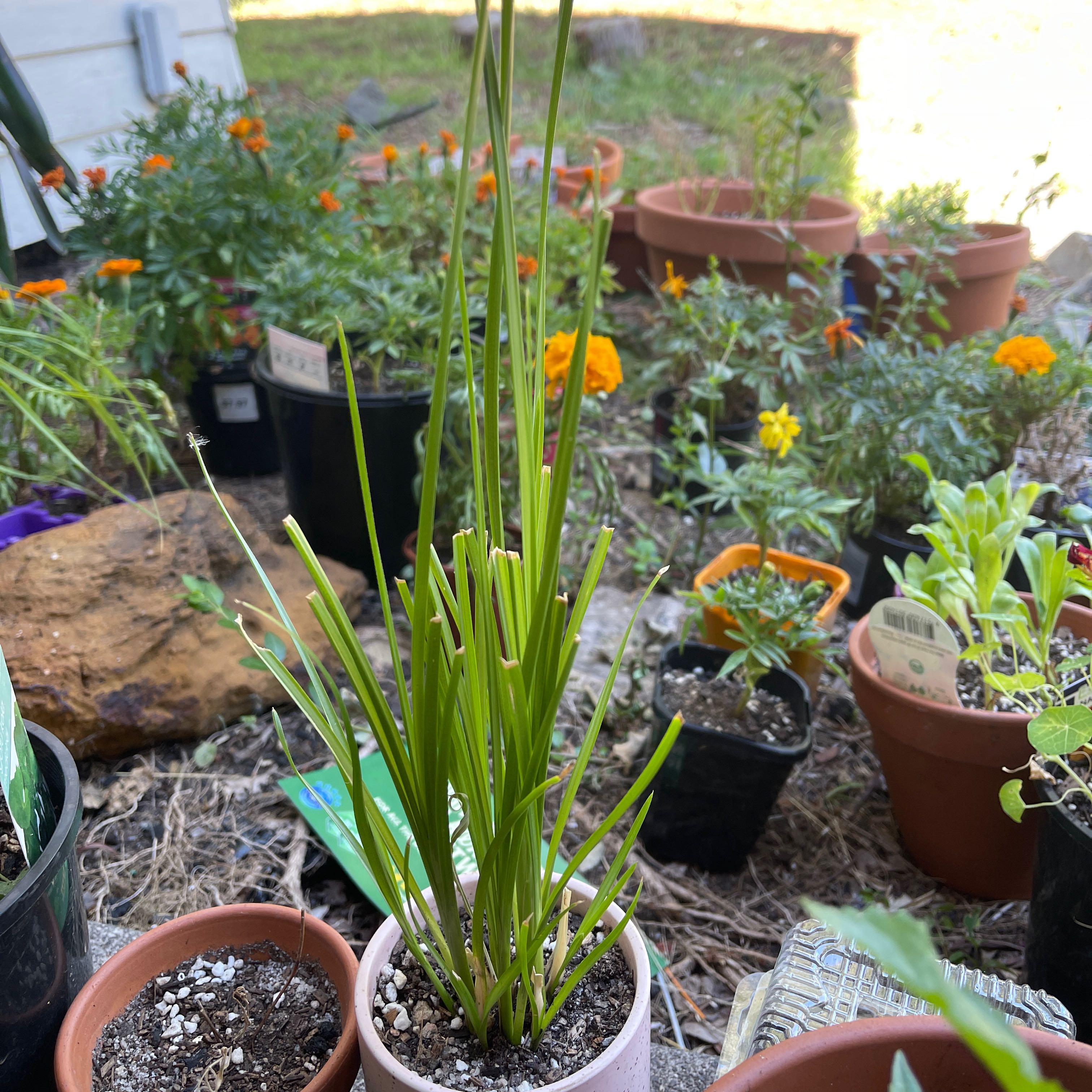 Photo of the plant species Vetiver by @KindCodiaeum named Vetrivel on Greg, the plant care app