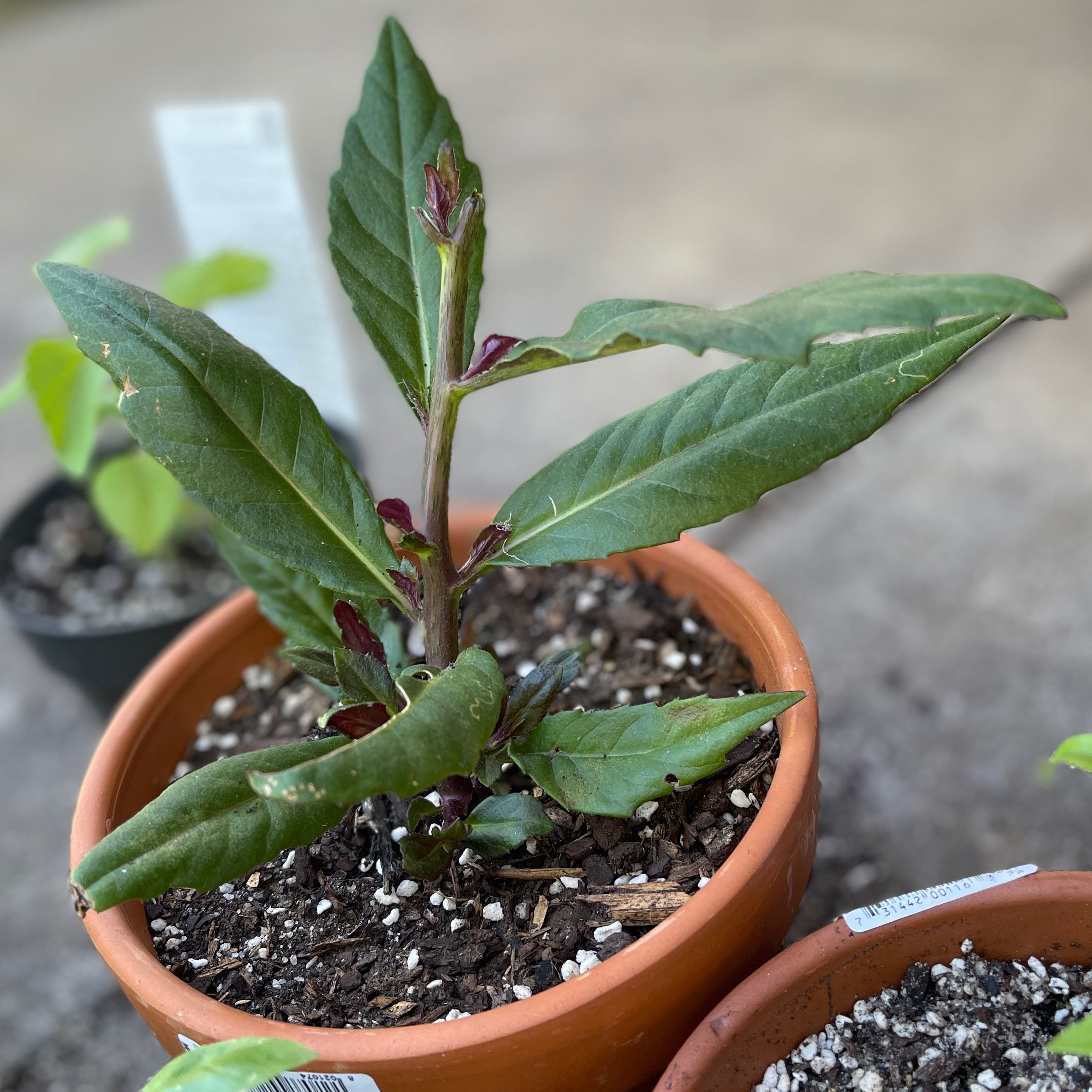 Photo of the plant species Okinawa Spinach by @KindCodiaeum named Tamaki on Greg, the plant care app