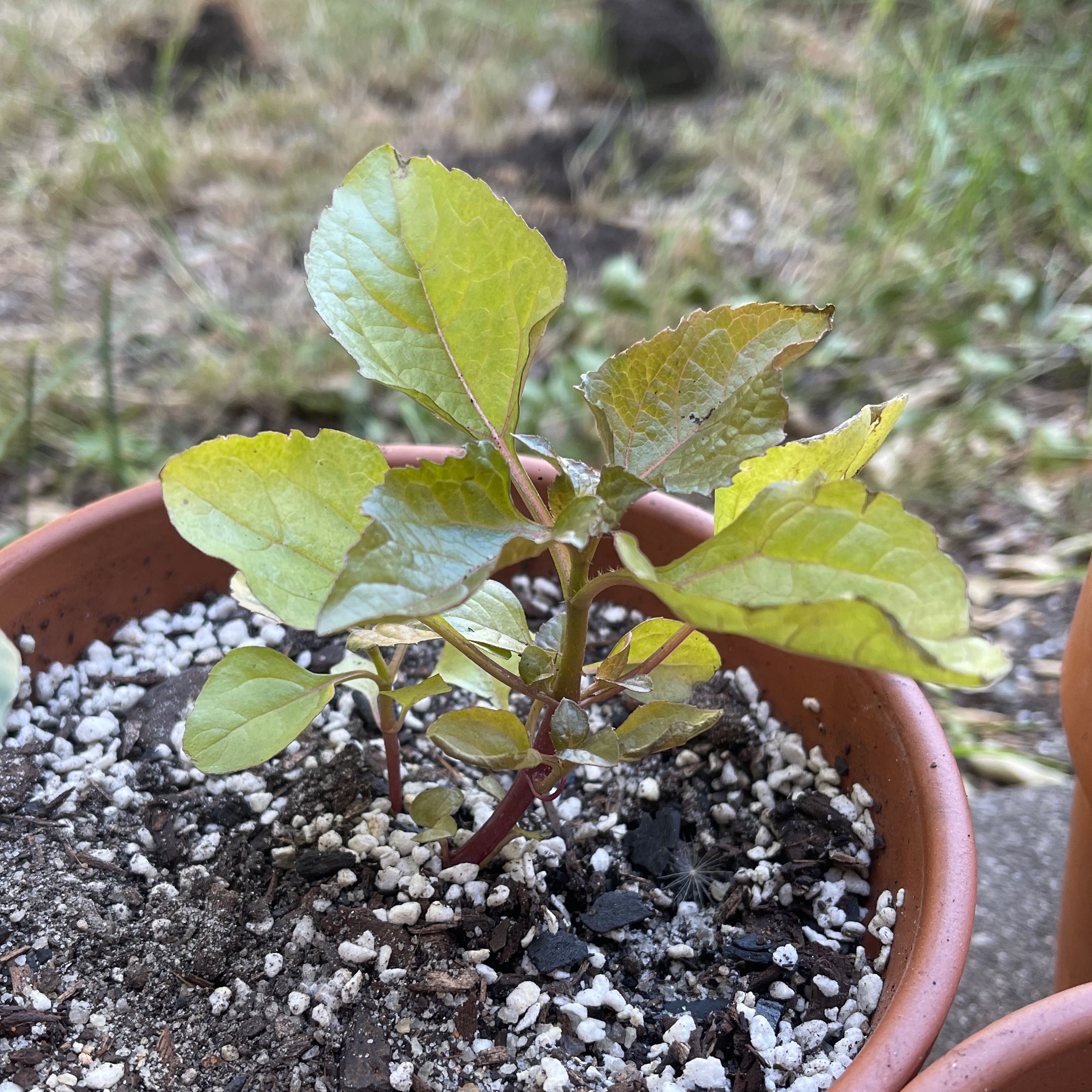 Photo of the plant species Toothache Plant by @KindCodiaeum named Tony T. Chomper on Greg, the plant care app