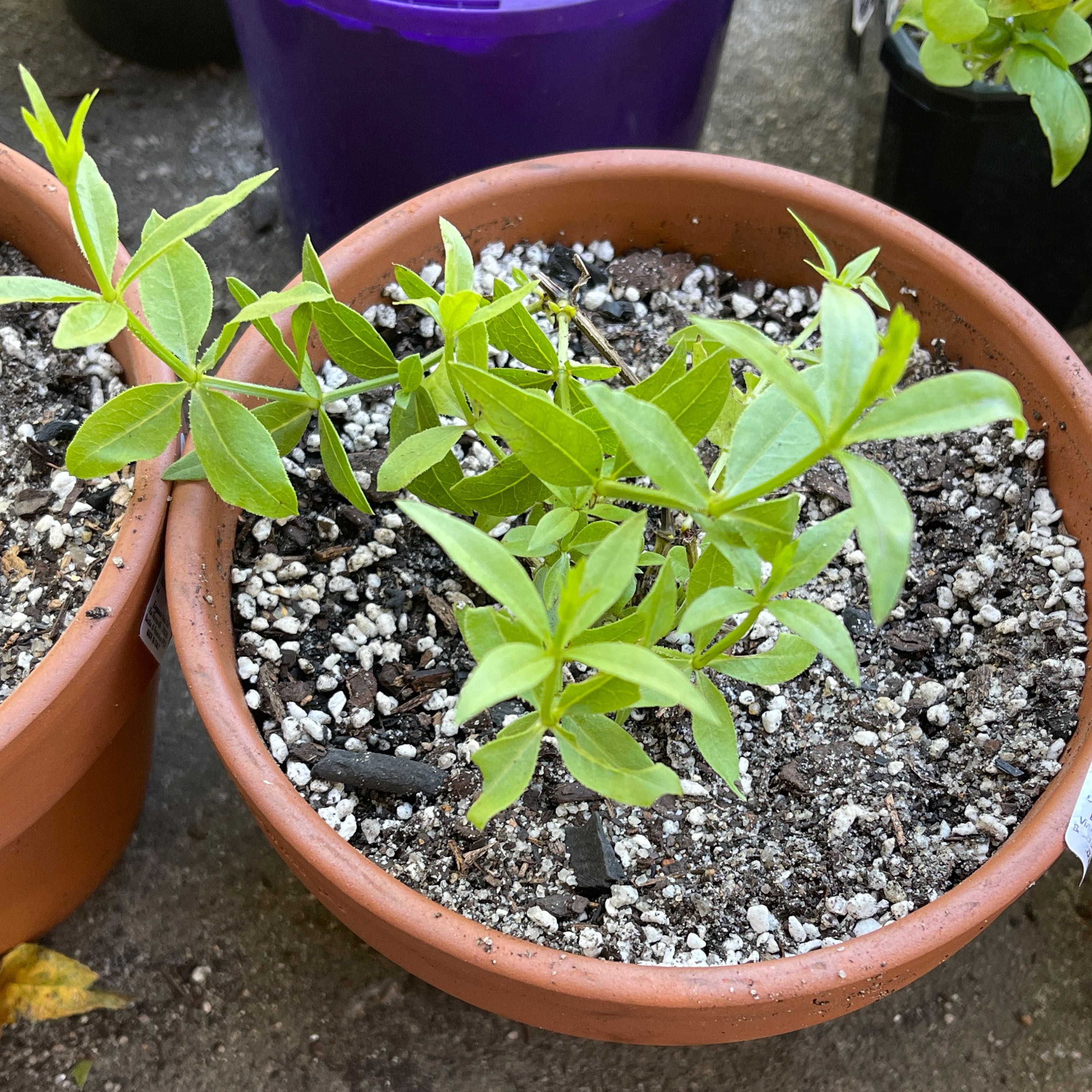 Photo of the plant species Rose Madder by @KindCodiaeum named Mando on Greg, the plant care app