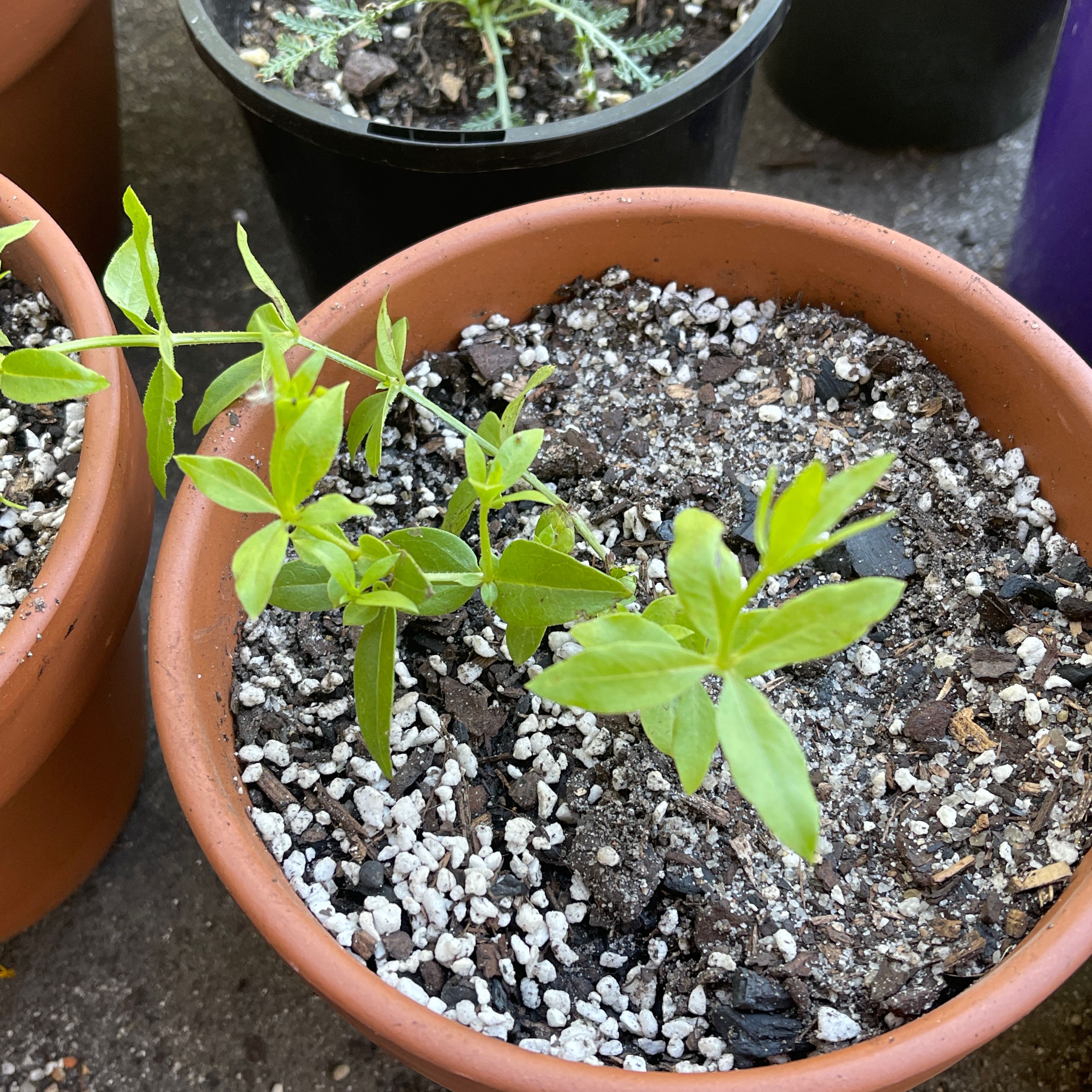 Photo of the plant species Rose Madder by @KindCodiaeum named Gregarious on Greg, the plant care app