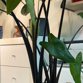 Photo of the plant species alocasia black zebrina by @MindfulMakura named Navajo on Greg, the plant care app