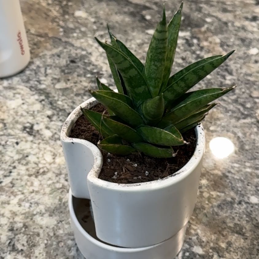 Plant care for Fat Leaf Snake Plant on Greg, the plant care app