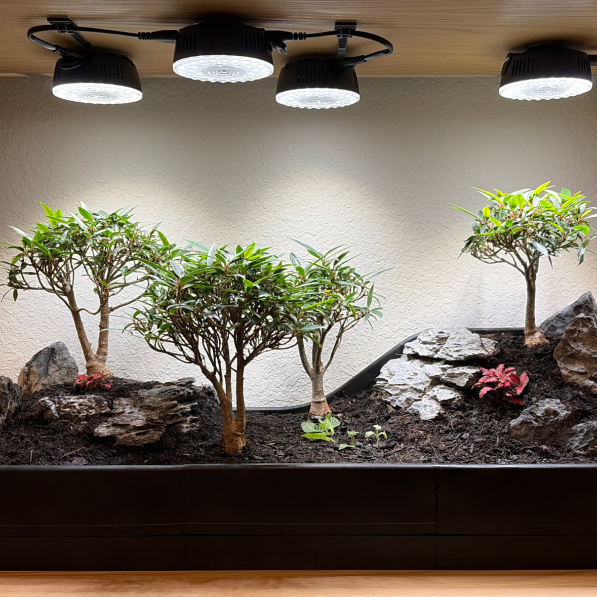 Photo of the plant species Willow Leaf Fig by @basic_skin named Willow Woods on Greg, the plant care app