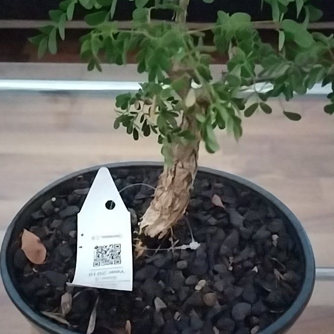 Photo of the plant species Black Monkey Thorn Tree by @MasterHaworthia named Sam on Greg, the plant care app