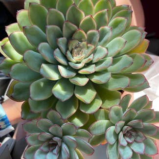 Hens and Chicks plant in Harrisburg, Pennsylvania