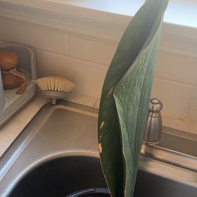 Photo of the plant species Whale Fin 'Black' by @LimberSoybean named Bigleef Smalls on Greg, the plant care app