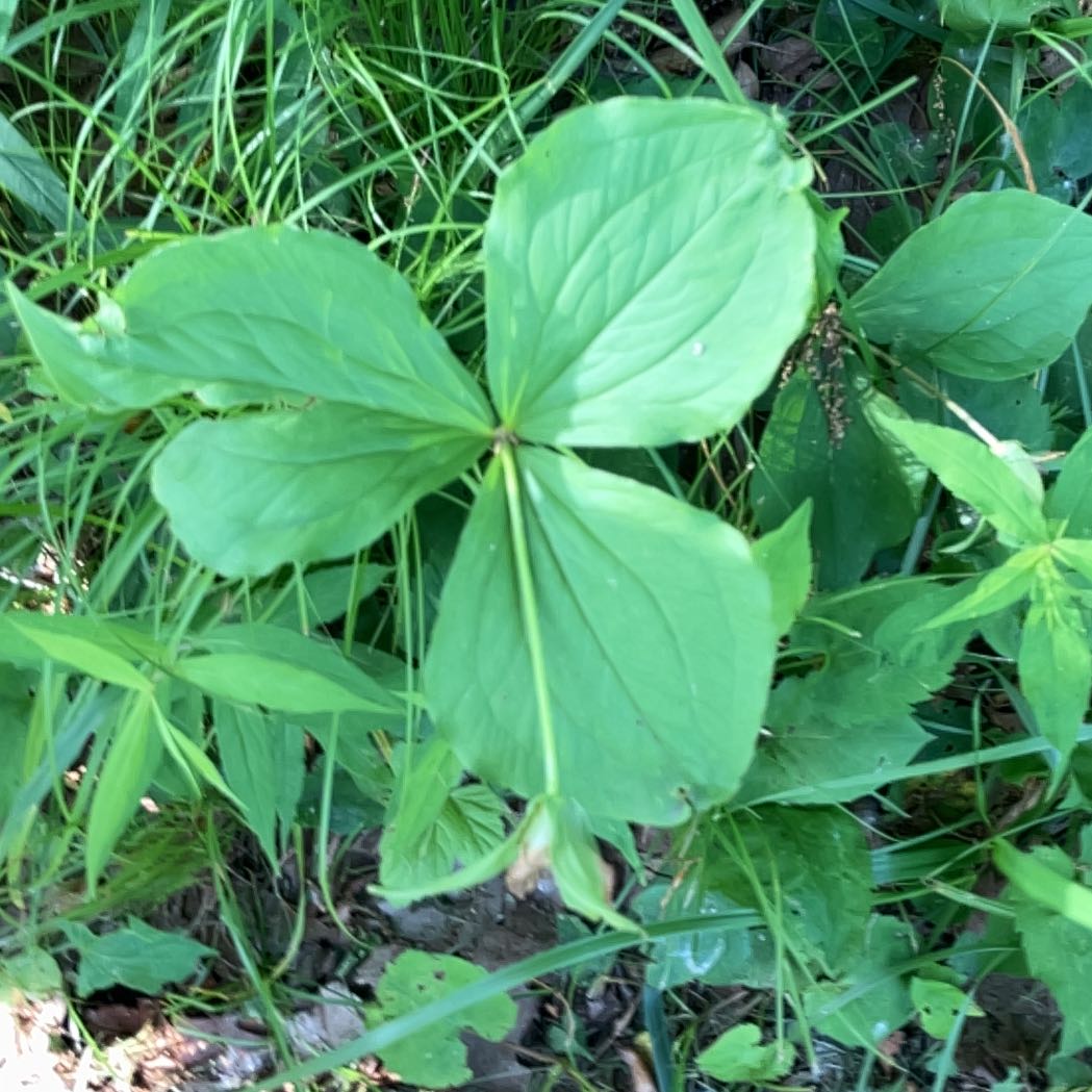 Photo of the plant species Great White Trillium by @JazzyFreesia named Sol on Greg, the plant care app
