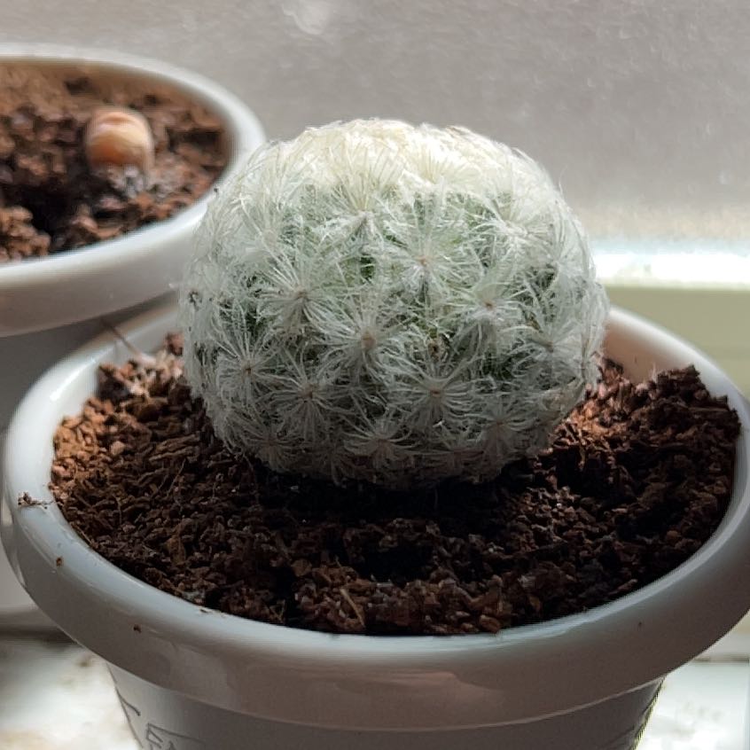 Feather Cactus (Mammillaria plumosa) in a small pot with visible soil.