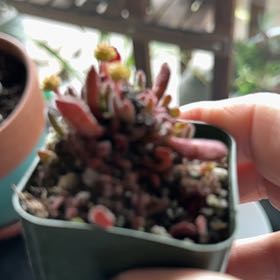 Photo of the plant species Red Carpet Crassula by @OpenheartedGray named Shakira on Greg, the plant care app