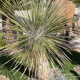 Photo of the plant species Soaptree Yucca by @JoyfulShamrock named Plato on Greg, the plant care app
