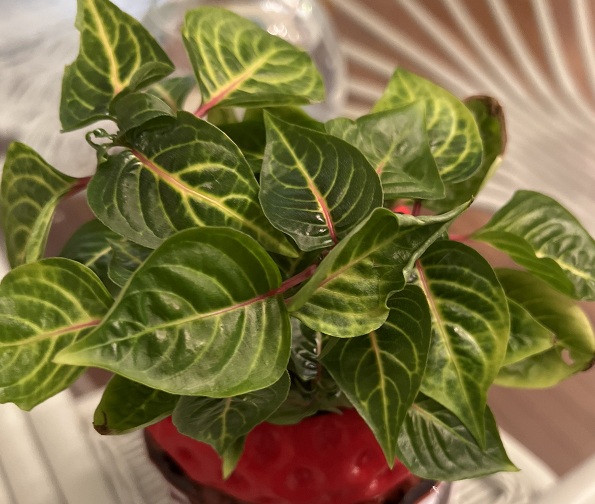 Photo of the plant species Bloodleaf Plant by @AscendingCashew named Irene LemeGreen on Greg, the plant care app