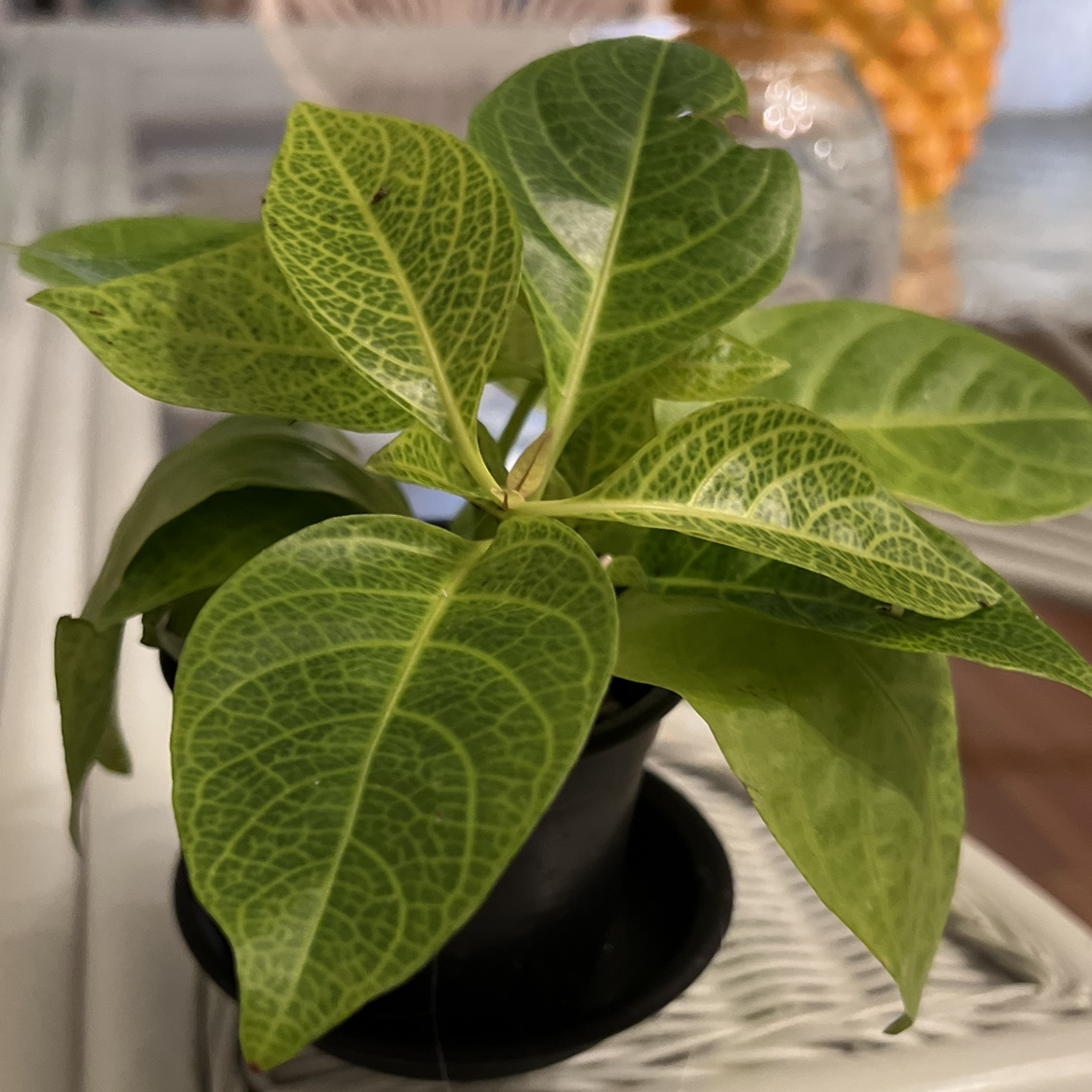 Photo of the plant species Carruthers' Falseface by @AscendingCashew named Caren Face on Greg, the plant care app