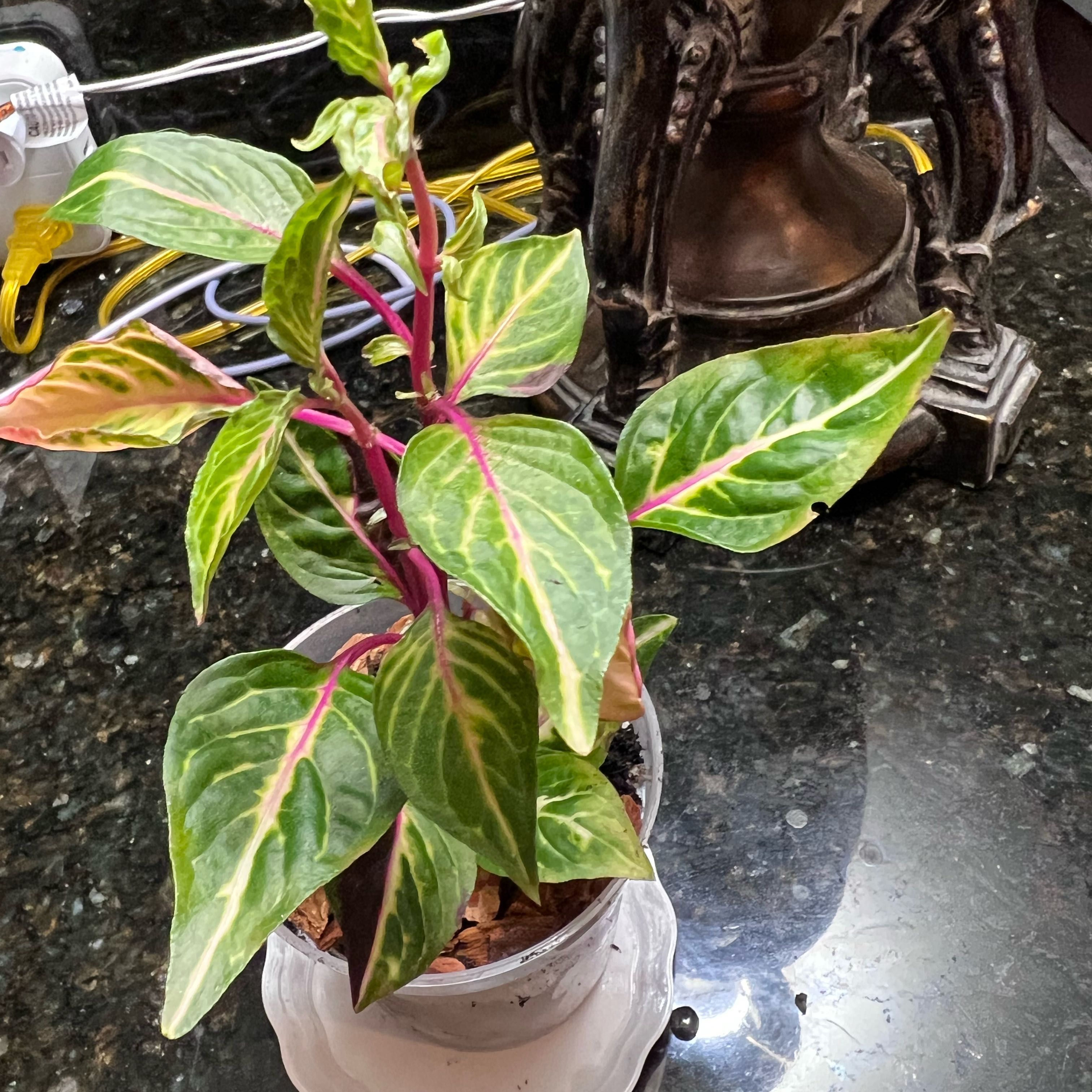 Photo of the plant species Variegated Blood Leaf by @AscendingCashew named Vasia Bumblebee on Greg, the plant care app