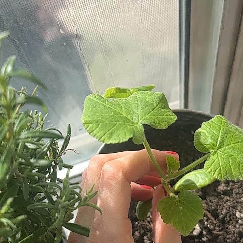Young pumpkin plant with green leaves in a pot, held by a hand.