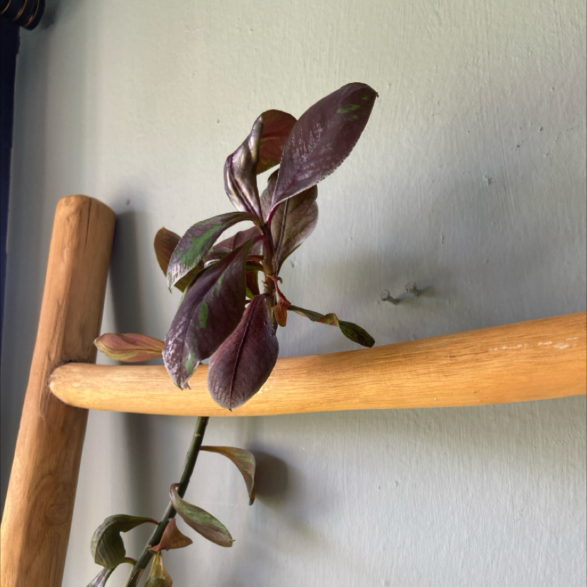 Photo of the plant species African Milk Bush by @AscendingRye named Stella on Greg, the plant care app