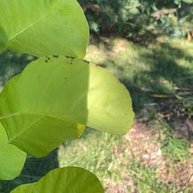 Photo of the plant species English Walnut by @MarkedSoybean named Gregarious on Greg, the plant care app