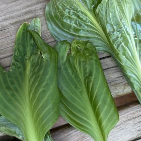 Photo of the plant species Western Skunk Cabbage by @MarkedSoybean named Tolkien on Greg, the plant care app