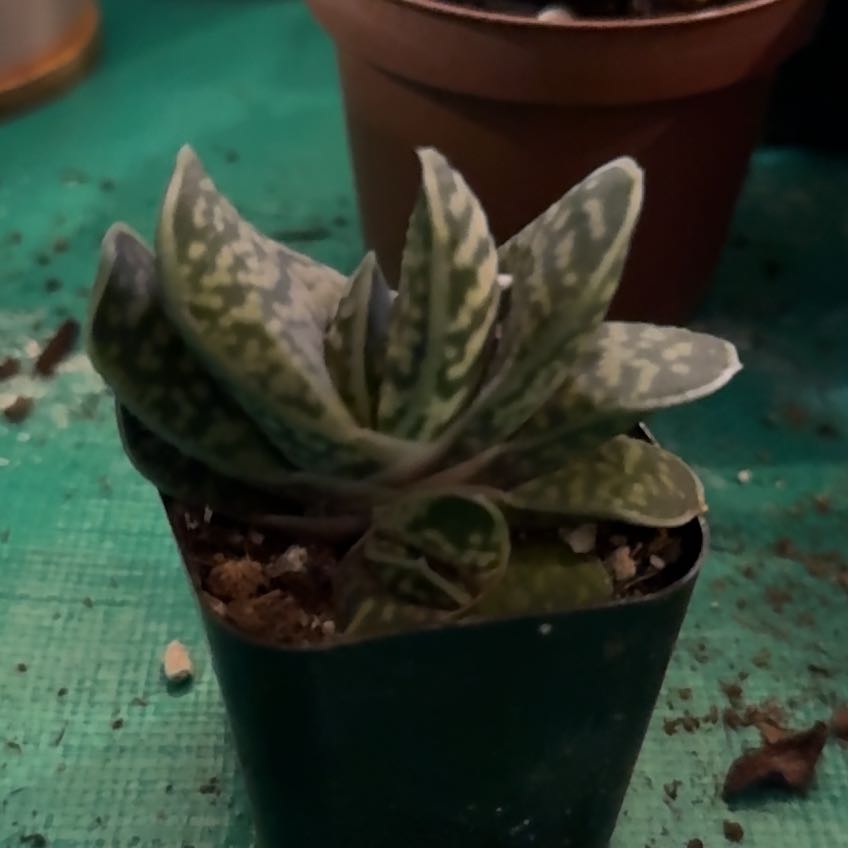 Photo of the plant species Frosty Gasteria by @IntegralBlueelf named Prince on Greg, the plant care app