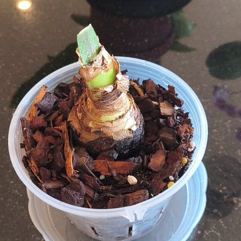 Photo of the plant species Hippeastrum 'Nymph' by @YesStrandsedge named Eva on Greg, the plant care app