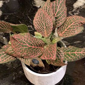 Photo of the plant species red vein by @RootedTigerjade named Cleopatra on Greg, the plant care app