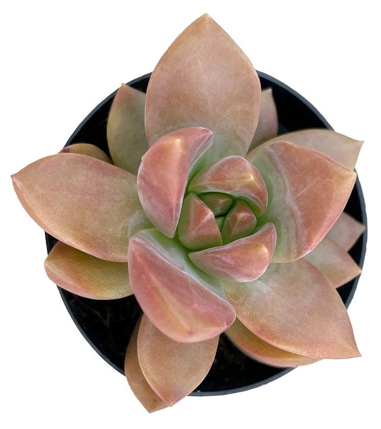 Photo of the plant species Graptosedum 'Copper Glow' by @PerkyRubyball named Roberto, Florence, Camile on Greg, the plant care app