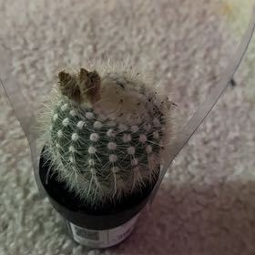 Photo of the plant species Notocactus succineus by @Catambello named Peque on Greg, the plant care app