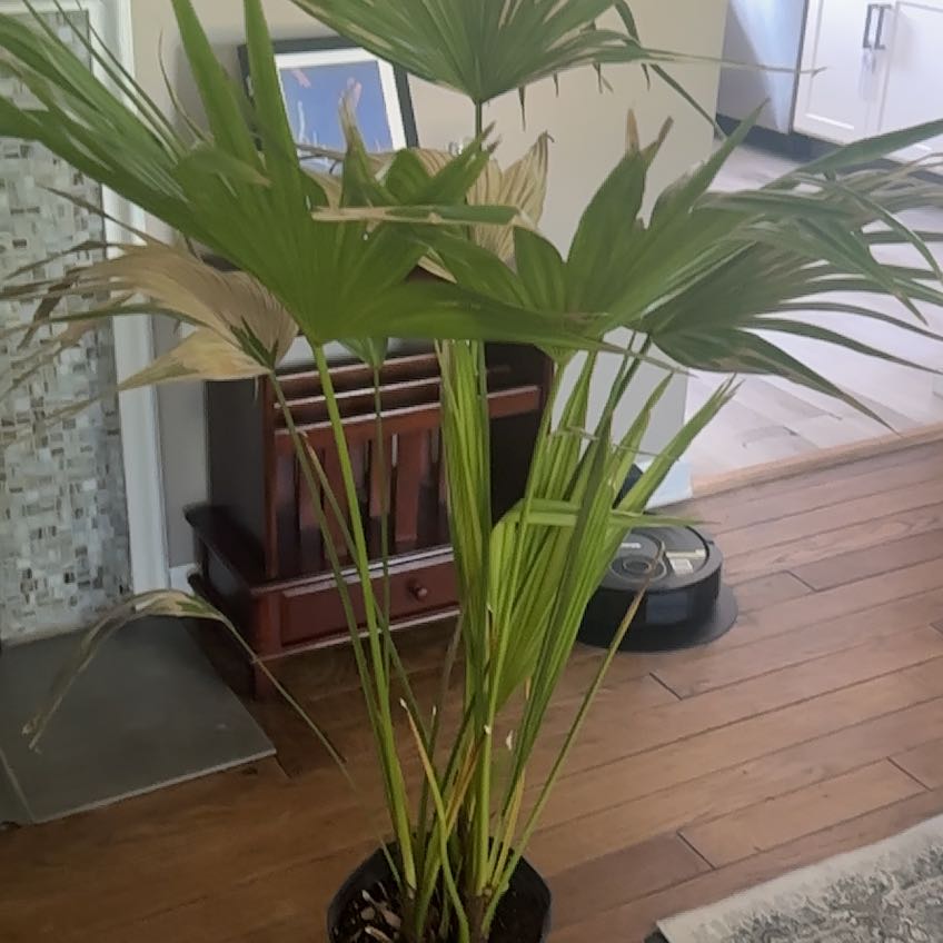 Palmita