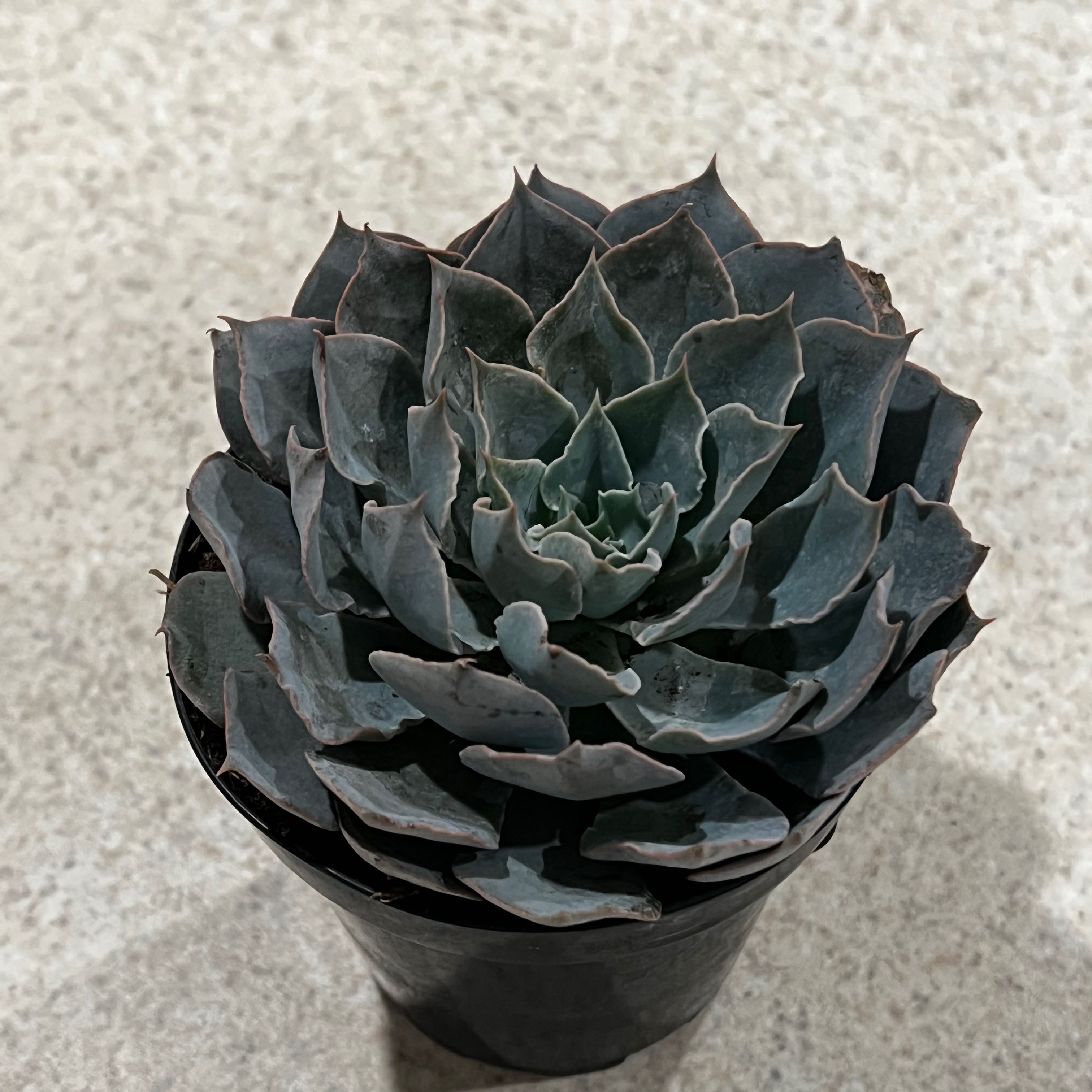 Why Are There Black Spots on My Chalk Dudleya Leaves?