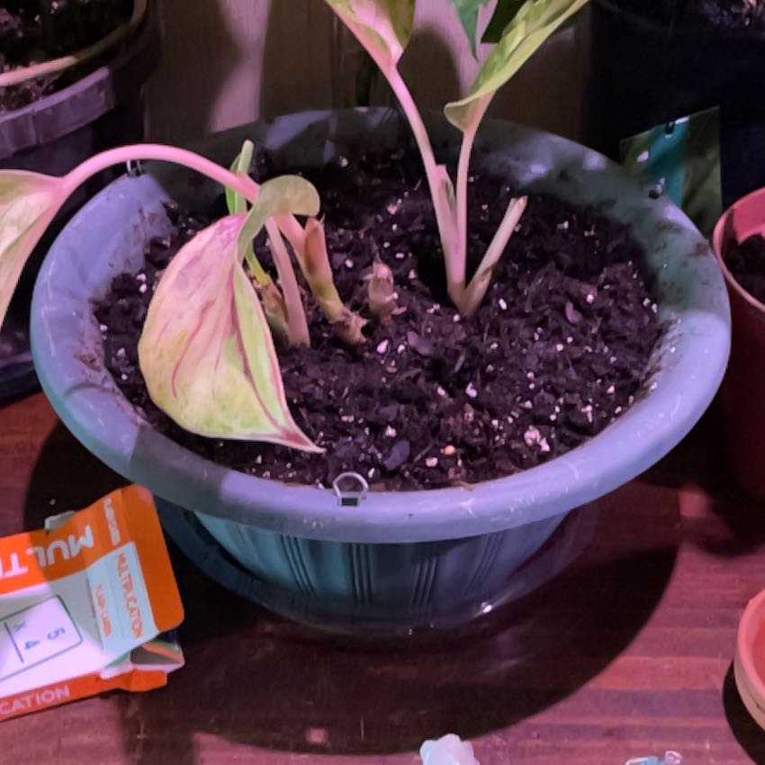 Photo of the plant species Aglaonema 'Red Emerald' by @BigtimeHorminum named Aria on Greg, the plant care app