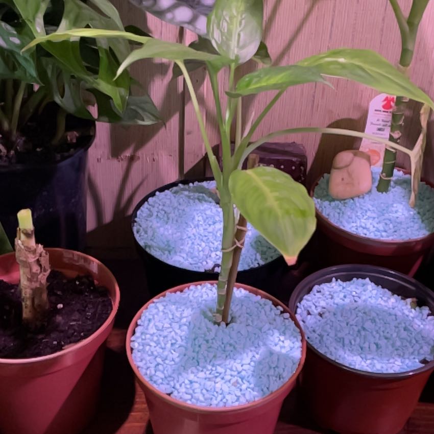 Photo of the plant species Dumb Cane by @BigtimeHorminum named Einstein on Greg, the plant care app