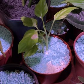 Photo of the plant species Dumb Cane by @BigtimeHorminum named Sol on Greg, the plant care app