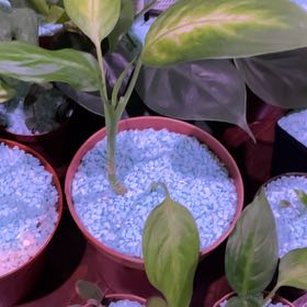 Photo of the plant species Dumb Cane by @BigtimeHorminum named Pax on Greg, the plant care app