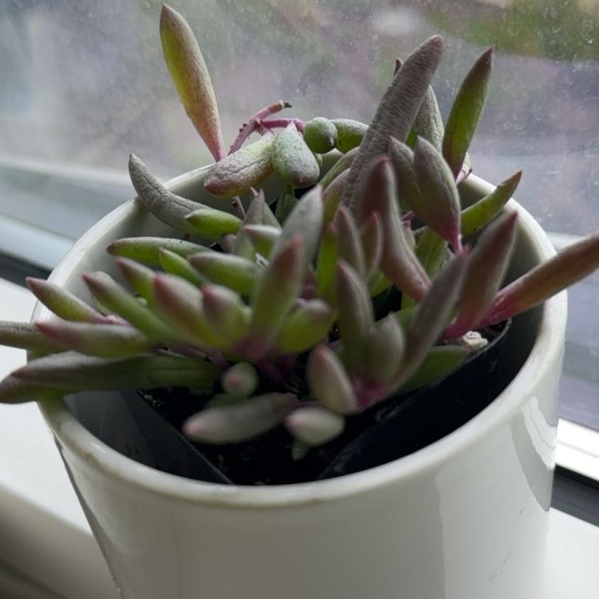 Photo of the plant species ruby necklace by @DeeElleEmme named Cherry on Greg, the plant care app