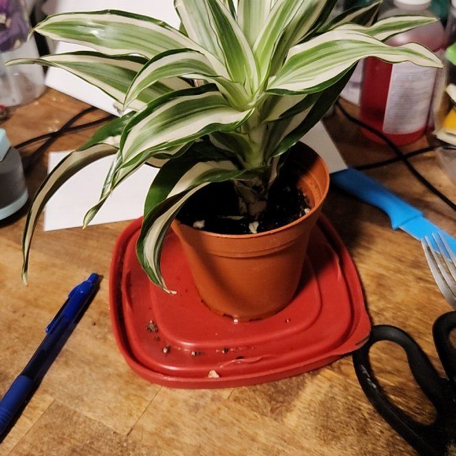 Photo of the plant species Dracaena Kanzi by @MarvelousLichen named Mollie on Greg, the plant care app