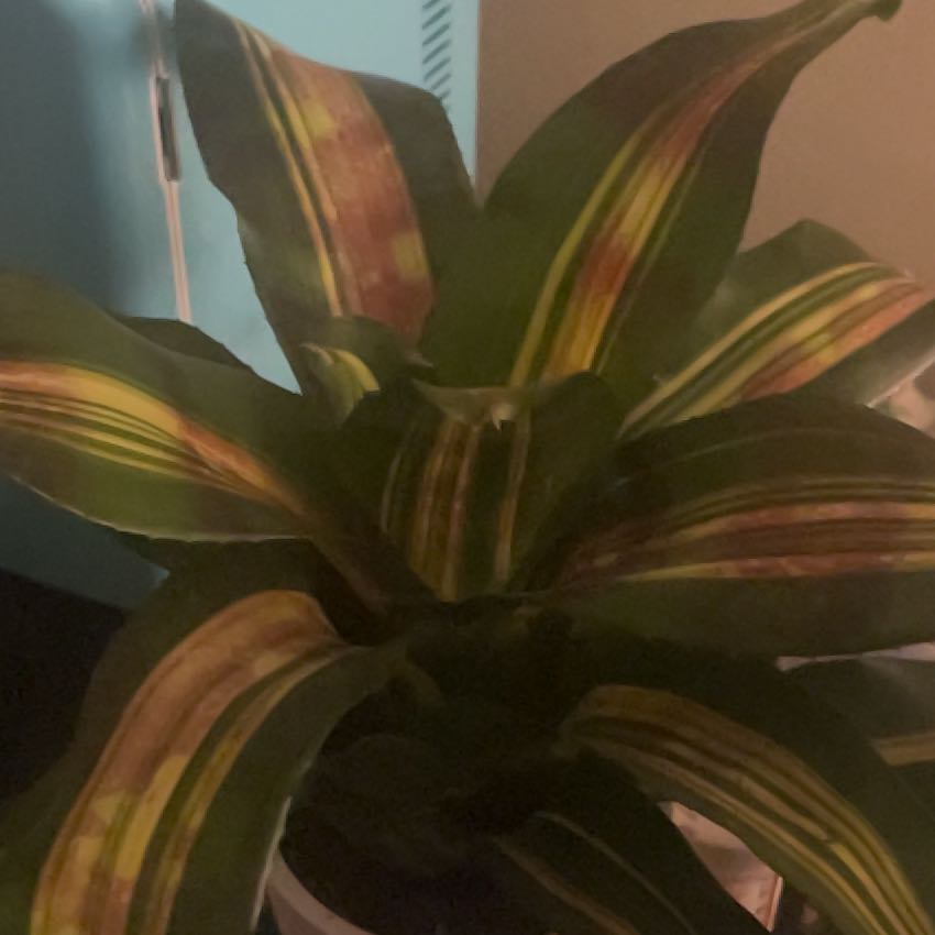 Photo of the plant species Red Star by @SpecialKoa named Rainier on Greg, the plant care app