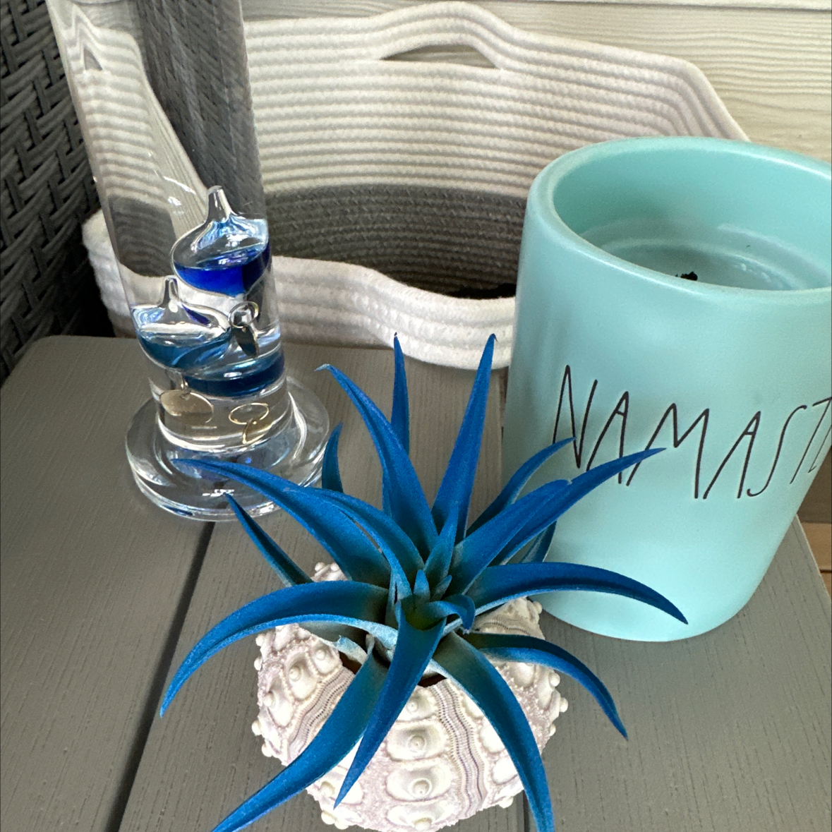 Tillandsia ionantha 'Guatemala' plant on a table with vibrant blue leaves.