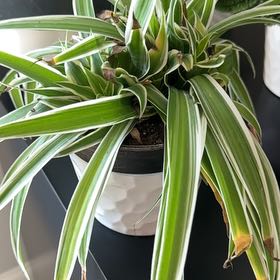 Photo of the plant species Ocean Spider Plant by @PeppyIronweed named Harmony on Greg, the plant care app